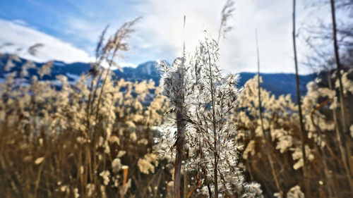 Close-up of plants on field against sky