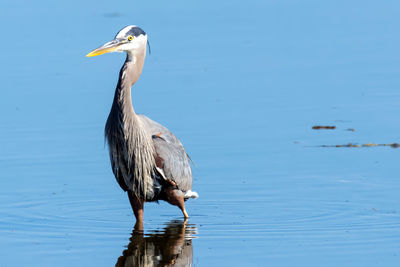 Close-up of gray heron perching on water