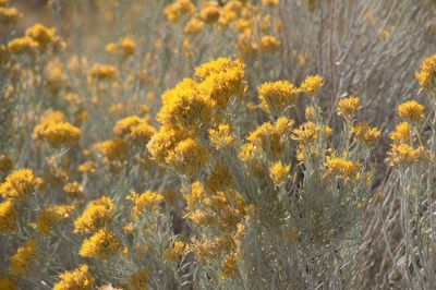 Close-up of yellow flowering plants on field