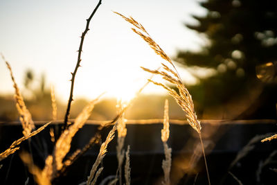 Close-up of stalks against blurred background