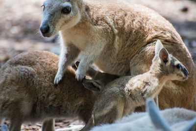 Close-up of kangaroo mother with her child 
