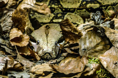 Full frame shot of dry leaves