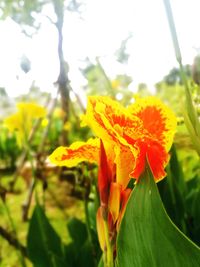 Close-up of orange flower