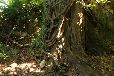Close-up of tree trunk in forest