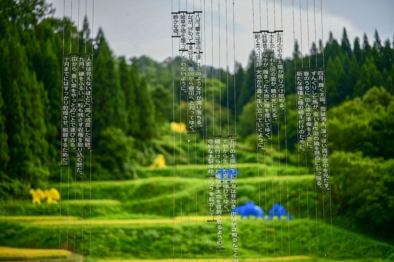 CLOSE-UP OF PLANTS ON FIELD AGAINST TREES