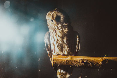 Close-up of owl perching outdoors