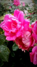 Close-up of pink flower