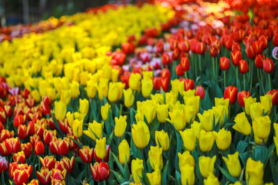 Close-up of multi colored tulips