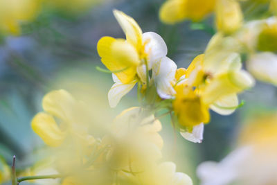 Close-up of yellow cherry blossom