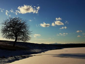 Scenic view of bare trees against sky