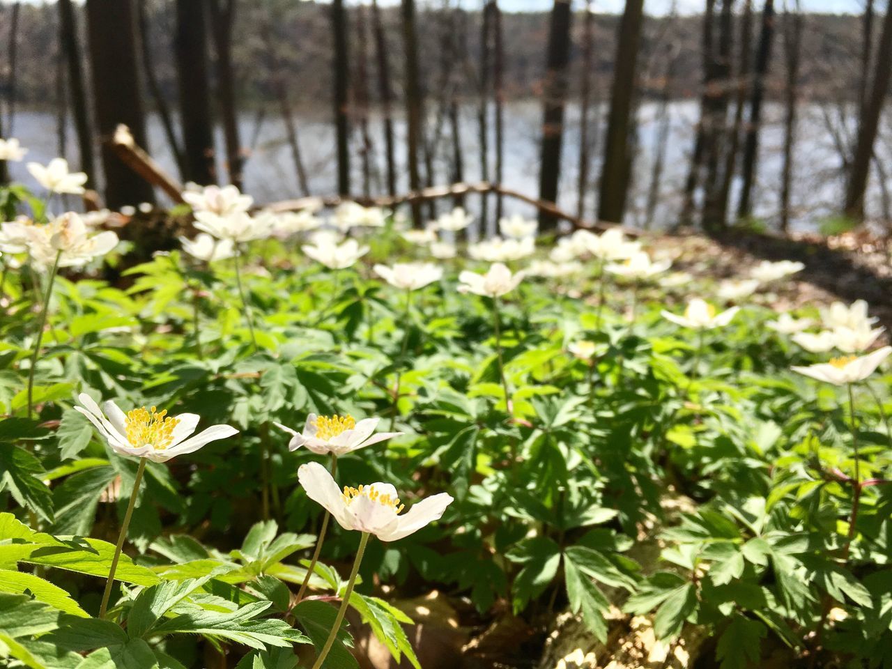 nature, growth, plant, beauty in nature, fragility, leaf, freshness, green color, focus on foreground, close-up, flower, no people, day, outdoors, water, flower head