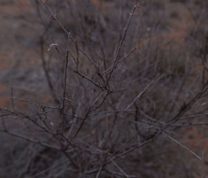 Close-up of bare tree branches