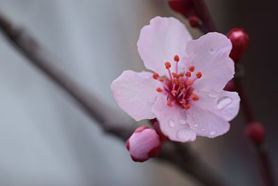 Close-up of pink flowers