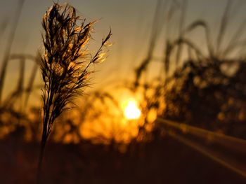 Close-up of silhouette plants on field against sunset sky