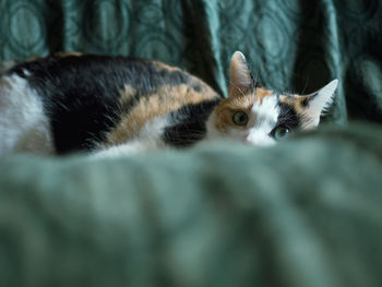 Close-up portrait of cat resting on couch