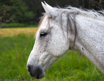 Close-up of horse on field