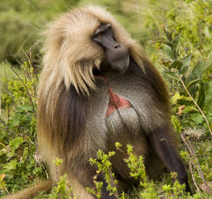 Close-up of monkey on grass