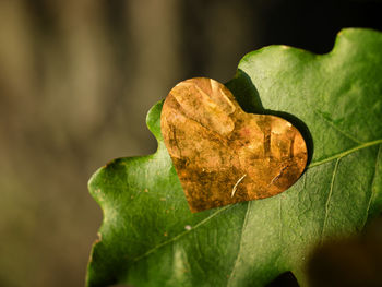 Close-up of autumn leaf on plant