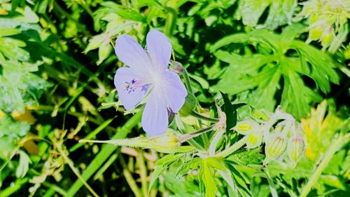 Close-up of purple flower