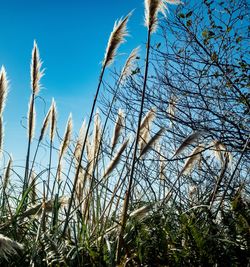 Low angle view of plants against blue sky