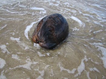 High angle view of turtle swimming in water