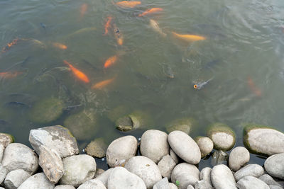 High angle view of fish in lake