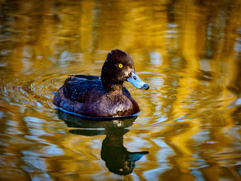 Duck swimming in a lake