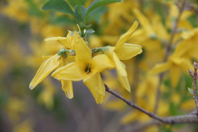 Close-up of yellow flowering plant