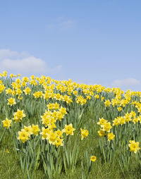 Sunflowers in field
