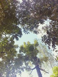 Low angle view of trees