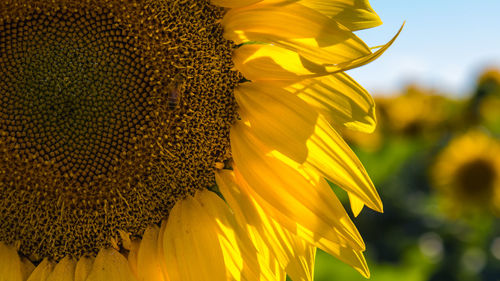 Close-up of sunflower