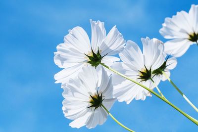 Close-up of white flowering plant against blue sky