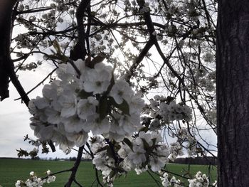 Blossoming tree against sky