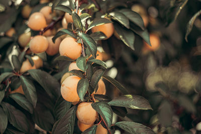 Close-up of fruit growing on tree