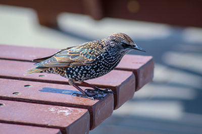 Close-up of bird perching on a table starling 