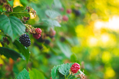 Ripe and unripe blackberries on the bush with selective focus. bunch of berries