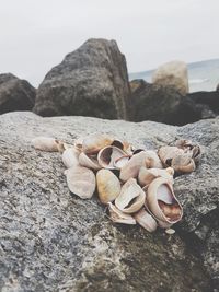 Close-up of pebbles on beach