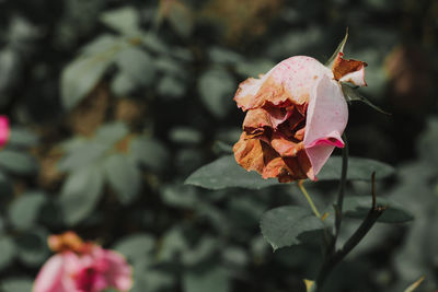 Close-up of rose plant