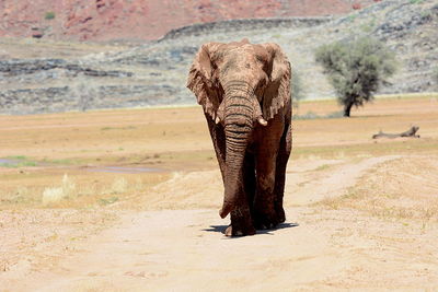 Elephant standing in a desert