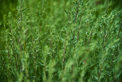 Full frame shot of corn field