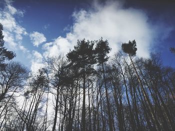 Low angle view of trees against sky