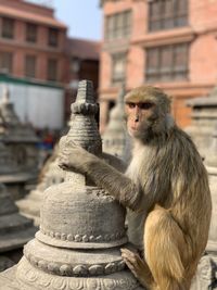 Monkey sitting on a temple