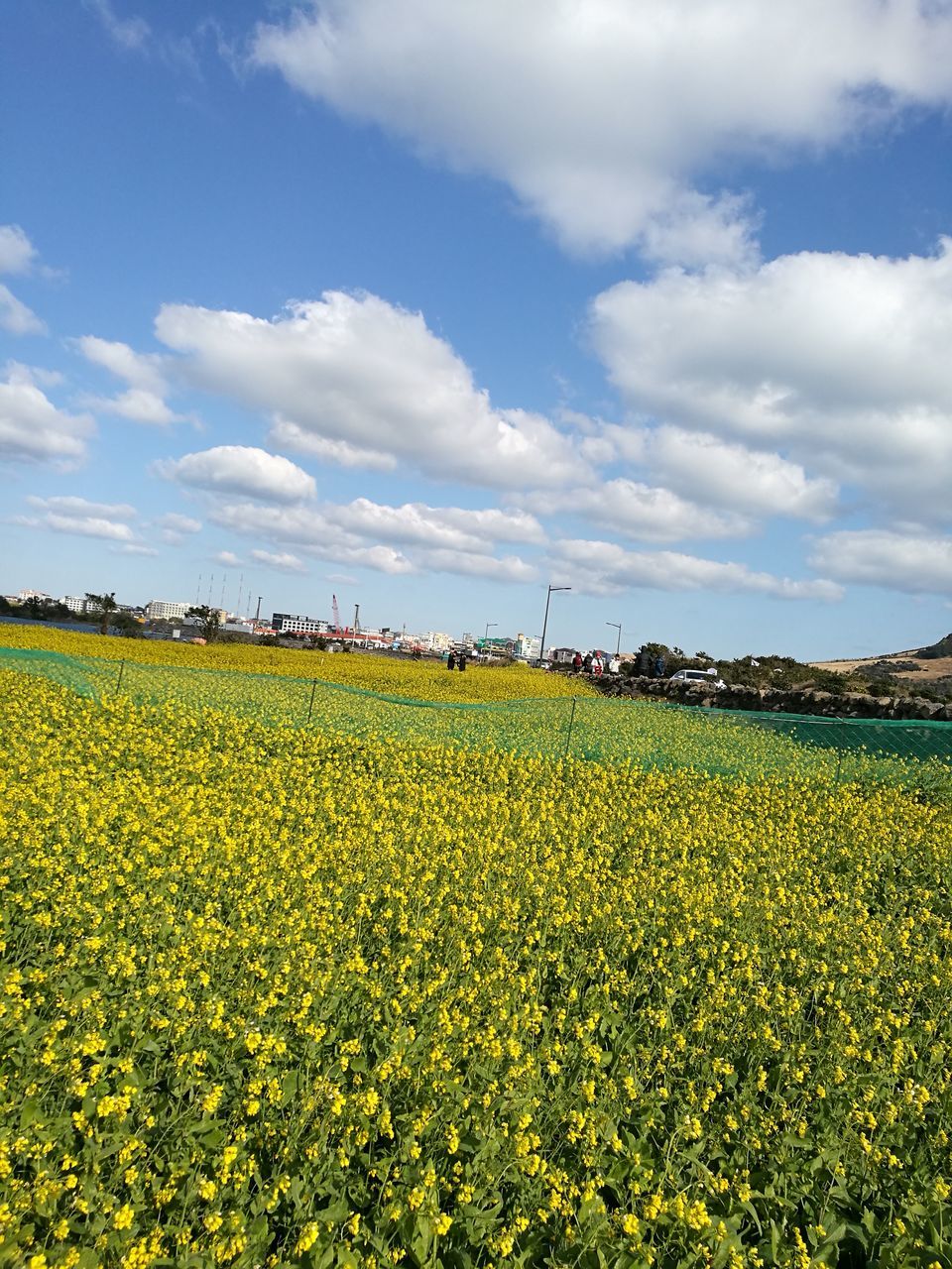 flower, agriculture, beauty in nature, rural scene, nature, sky, field, abundance, crop, growth, scenics, tranquility, tranquil scene, farm, cloud - sky, idyllic, plant, yellow, blossom, no people, fragility, oilseed rape, outdoors, travel destinations, day, freshness, flowerbed, landscape, mustard plant