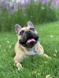 Portrait of a dog on field