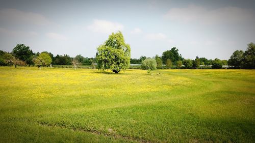 Scenic view of field against sky