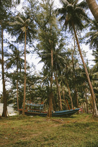 Trees growing in forest