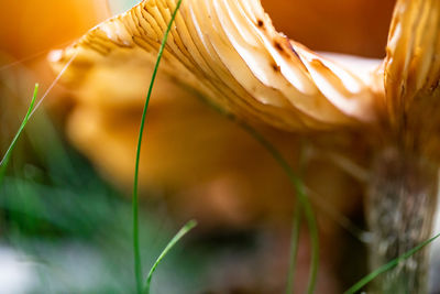 Close-up of corn on field