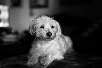 Close-up portrait of dog at home