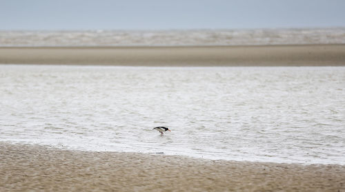 View of birds on beach