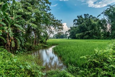 Scenic view of agricultural field against sky